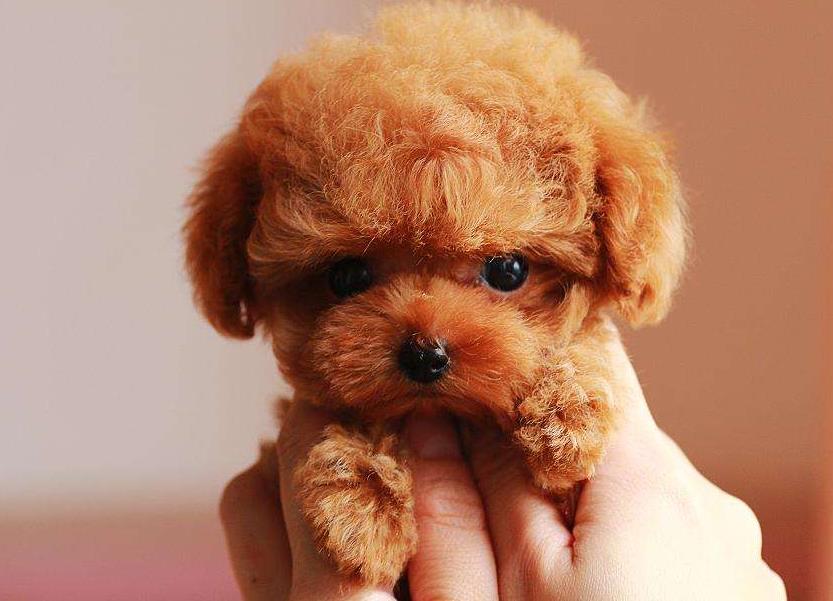 泰迪犬飼養(yǎng)最容易忽視的幾個(gè)問(wèn)題